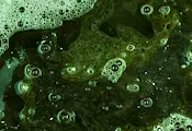 Опасни водорасли превзеха Балтийско море Опасни водорасли превзеха Балтийско море