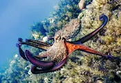 Октоподи превзеха крайбрежието на Великобритания Октоподи превзеха крайбрежието на Великобритания