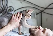 Защо котките мачкат с лапи своите стопани Защо котките мачкат с лапи своите стопани