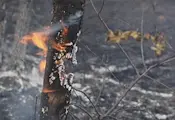 Голям горски пожар бушува до границата с България Голям горски пожар бушува до границата с България