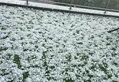 Буря с градушка удари София Буря с градушка удари София