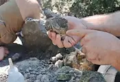 Откриха цяла кост от динозавър край Трън Откриха цяла кост от динозавър край Трън