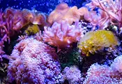 Разбиха контрабанда на корали за 800 000 евро в Гърция Разбиха контрабанда на корали за 800 000 евро в Гърция