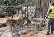 Разкриха незаконна зоологическа градина с мъртво тигърче в Румъния Разкриха незаконна зоологическа градина с мъртво тигърче в Румъния