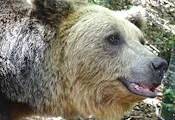 Спасен от хотел в Русенско мечок живее втори живот Спасен от хотел в Русенско мечок живее втори живот