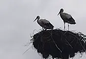 Двойка щъркели се завърна неочаквано в село Бъзън Двойка щъркели се завърна неочаквано в село Бъзън