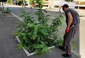 Общински екипи косят излишната растителност в Русе Общински екипи косят излишната растителност в Русе