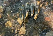 Случайно откриха голям зъб от мастодонт край Сан Франциско Случайно откриха голям зъб от мастодонт край Сан Франциско