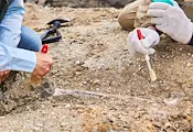 Открити древни стрели променят научното разбиране за историята на Хомо сапиенс Открити древни стрели променят научното разбиране за историята на Хомо сапиенс