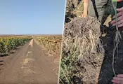Български фермери печелят от въглеродни кредити Български фермери печелят от въглеродни кредити