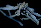 Учени откриха морски паяк с три устни и червени очи Учени откриха морски паяк с три устни и червени очи