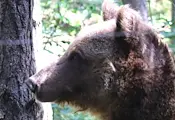 Паркът в Белица глези мечките с ледени лакомства Паркът в Белица глези мечките с ледени лакомства