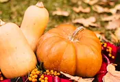 Избират най-вкусната тиква на фестивал в Тетово Избират най-вкусната тиква на фестивал в Тетово