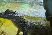 Намериха крокодили и еноти в ресторант в София Намериха крокодили и еноти в ресторант в София