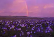 Невиждани дъждове събудиха живота в пустинята Атакама Невиждани дъждове събудиха живота в пустинята Атакама