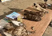Отбелязаха Международния ден на лешоядите в русенския Екомузей Отбелязаха Международния ден на лешоядите в русенския Екомузей