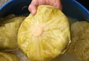 Колко сол е нужна за хрупкаво кисело зеле Колко сол е нужна за хрупкаво кисело зеле