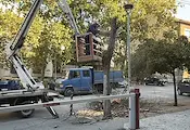 Започна масово премахване на опасни дървета в Русе Започна масово премахване на опасни дървета в Русе