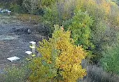 Мечки нахлуха в дворове край София Мечки нахлуха в дворове край София