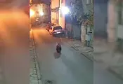 Малко мече тича по улиците на квартал в Благоевград Малко мече тича по улиците на квартал в Благоевград